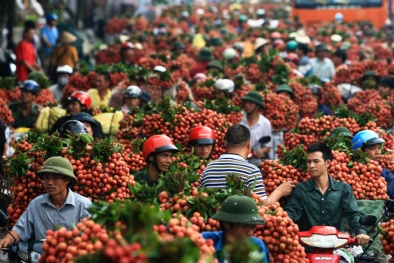 Tìm hướng ra cho cây vải thiều Bắc Giang